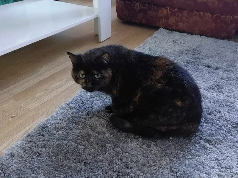 Cici, female mixed breed for adoption at Noina Arka — photo 3 of 4