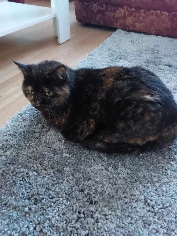 Cici, female mixed breed for adoption at Noina Arka — photo 4 of 4