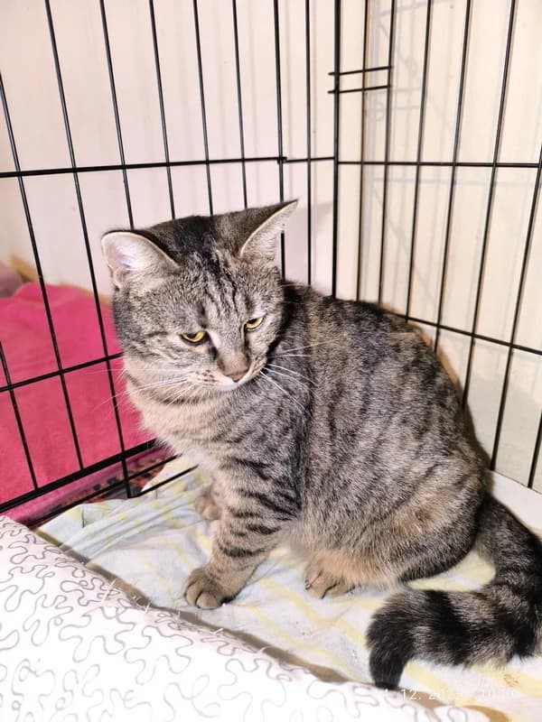 Gabby, female mixed breed for adoption at Noina Arka