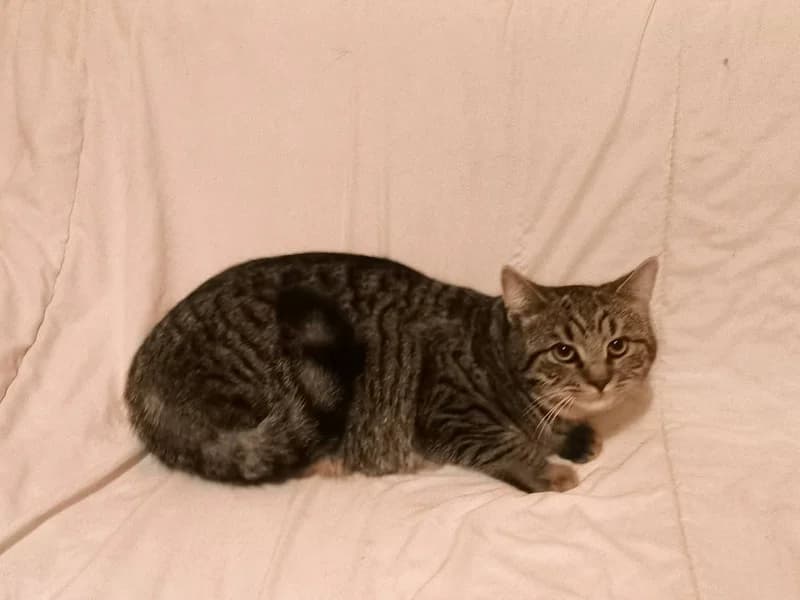 Garth, male mixed breed for adoption at Noina Arka