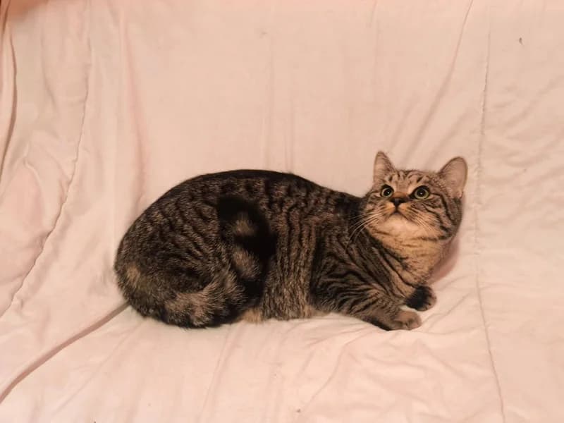 Garth, male mixed breed for adoption at Noina Arka — photo 2 of 3