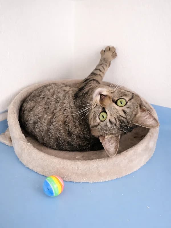 Garth, male mixed breed for adoption at Noina Arka — photo 3 of 3