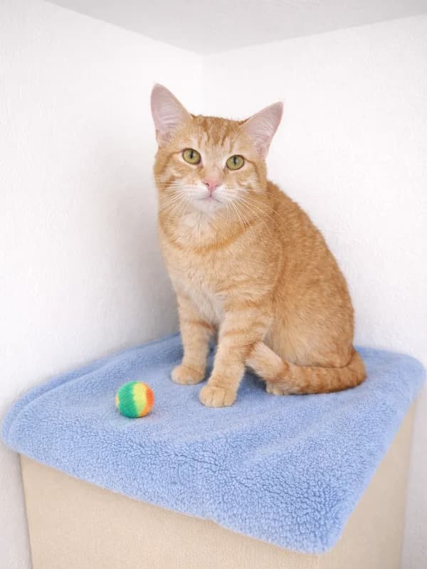 Gay, male mixed breed for adoption at Noina Arka