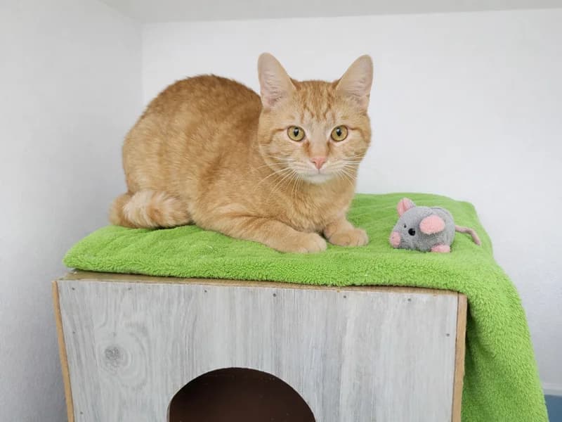 Girr, male mixed breed for adoption at Noina Arka