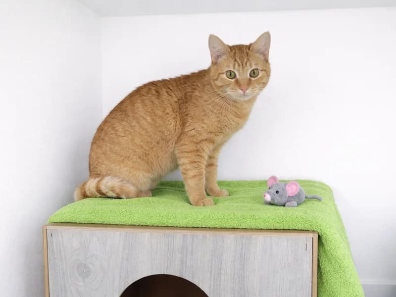 Girr, male mixed breed for adoption at Noina Arka — photo 2 of 2