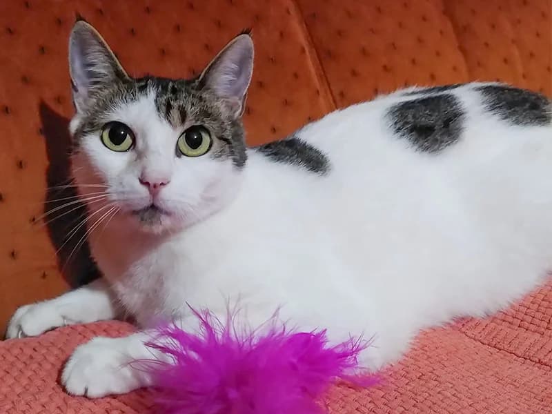 Gita, female mixed breed for adoption at Noina Arka