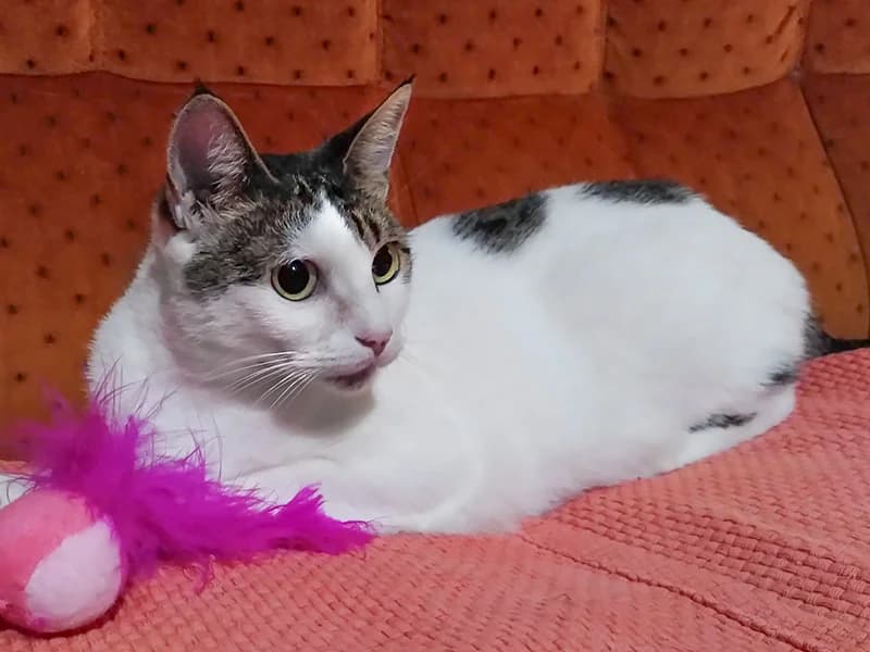 Gita, female mixed breed for adoption at Noina Arka — photo 2 of 4