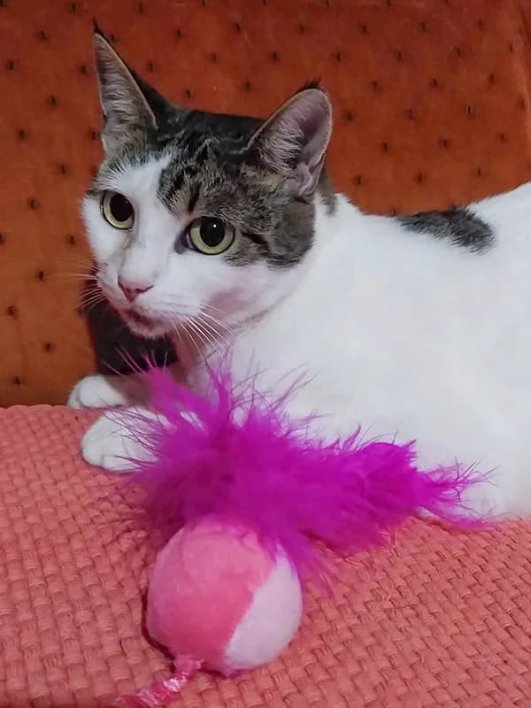 Gita, female mixed breed for adoption at Noina Arka — photo 3 of 4