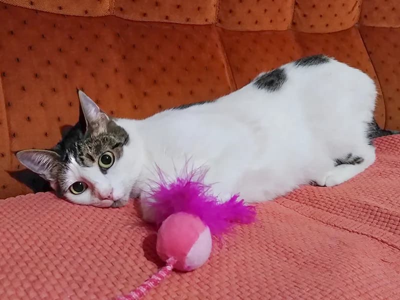 Gita, female mixed breed for adoption at Noina Arka — photo 4 of 4