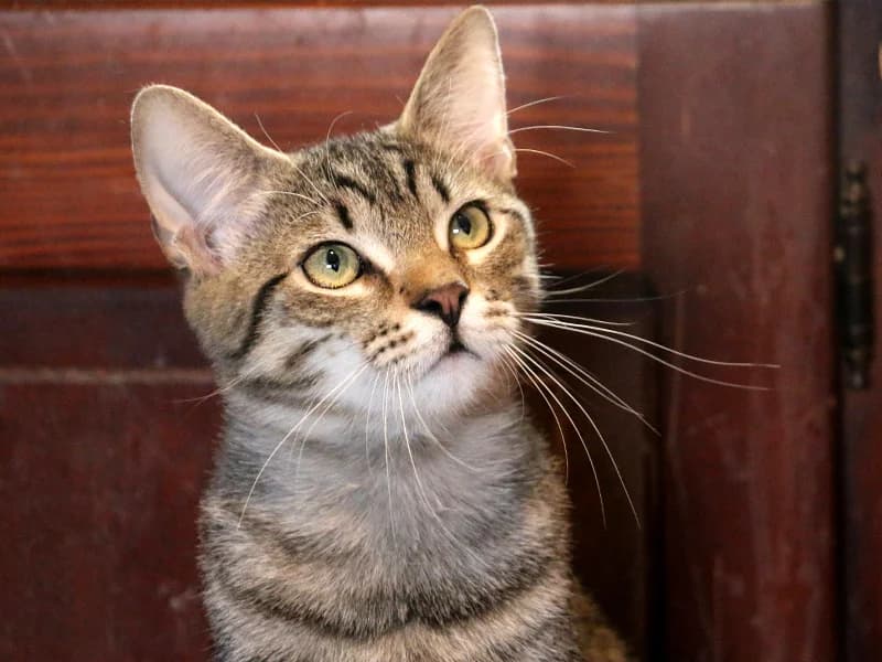 Jay, male 4yo mixed breed for adoption at Noina Arka