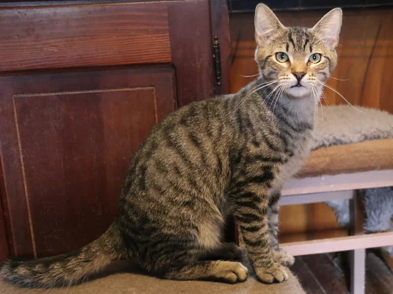 Jay, male mixed breed for adoption at Noina Arka — photo 2 of 3