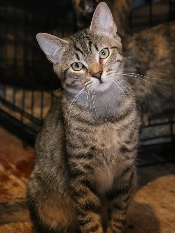 Jay, male mixed breed for adoption at Noina Arka — photo 3 of 3