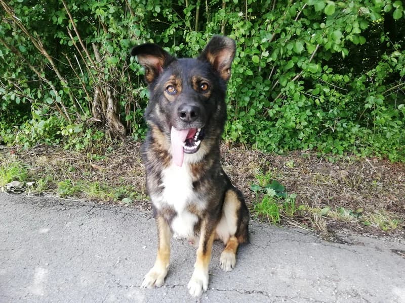 Kan, male senior mixed breed for adoption at Noina Arka