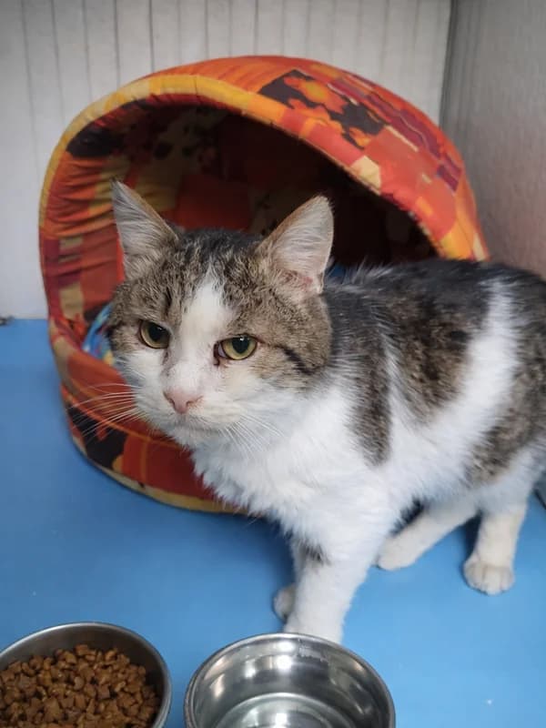 Kruz, male mixed breed for adoption at Noina Arka