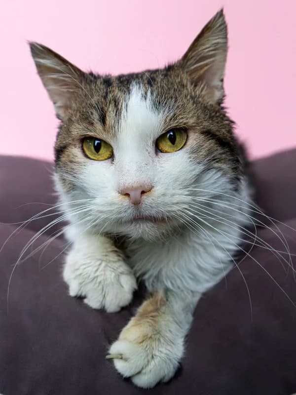 Kruz, male mixed breed for adoption at Noina Arka — photo 2 of 4