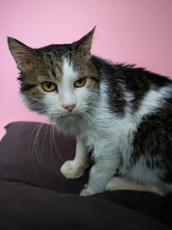 Kruz, male mixed breed for adoption at Noina Arka — photo 3 of 4