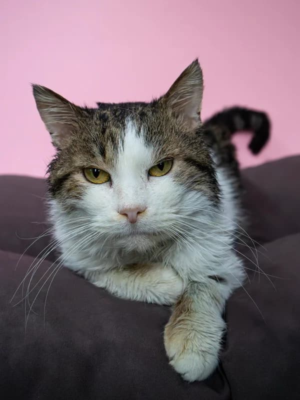 Kruz, male mixed breed for adoption at Noina Arka — photo 4 of 4