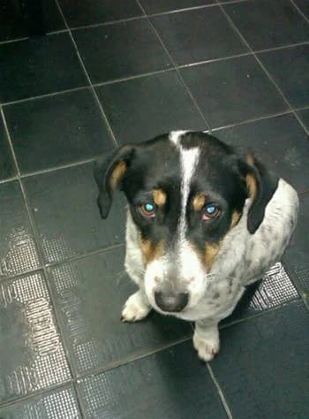 Lorka, female Jack Russell Terrier for adoption at Noina Arka