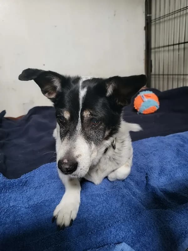 Lorka, female Jack Russell Terrier for adoption at Noina Arka — photo 2 of 2