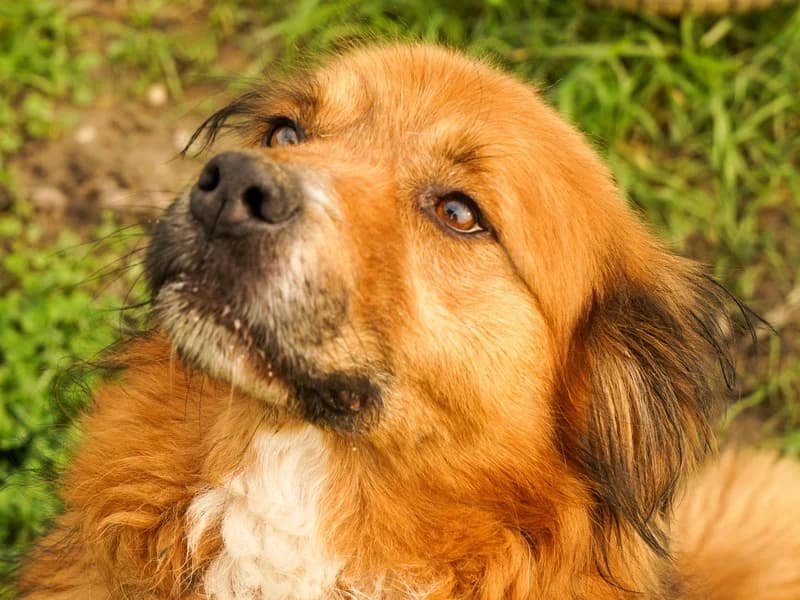 Luckky, male mixed breed for adoption at Noina Arka