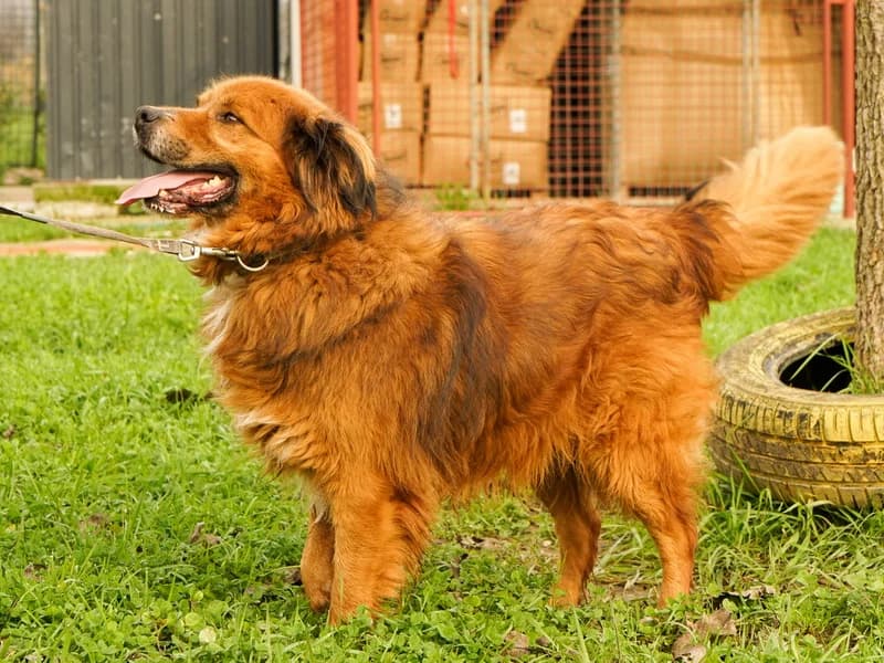 Luckky, male mixed breed for adoption at Noina Arka — photo 2 of 3