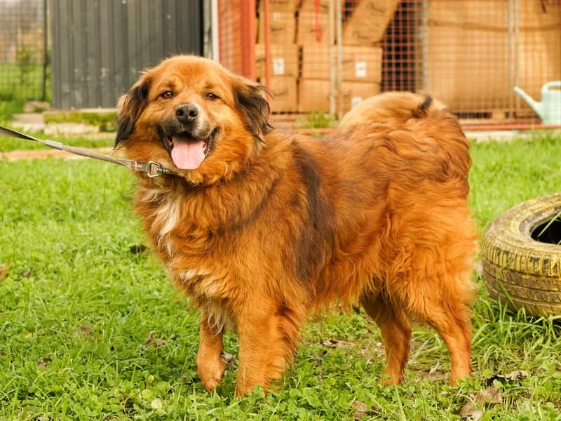 Luckky, male mixed breed for adoption at Noina Arka — photo 3 of 3