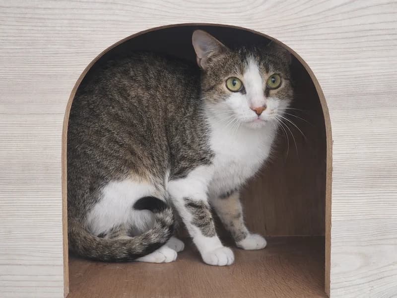 Mica Maca, female mixed breed for adoption at Noina Arka