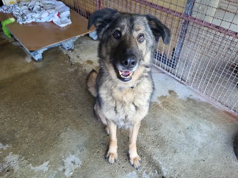 Morri, female senior mixed breed for adoption at Noina Arka