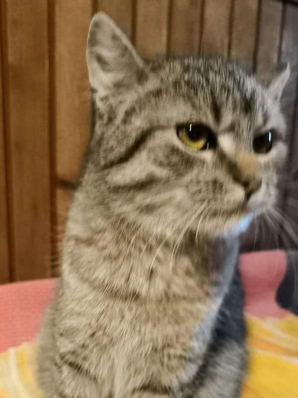 Nessy, female mixed breed for adoption at Noina Arka