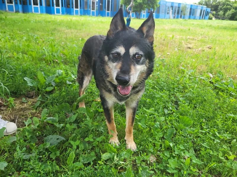 Nestor, male senior mixed breed for adoption at Noina Arka