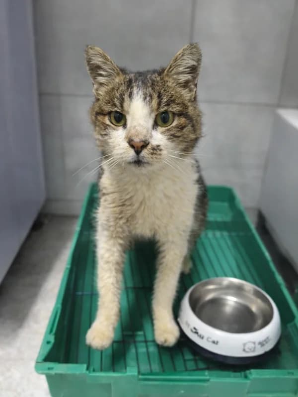 Norissa, female mixed breed for adoption at Noina Arka