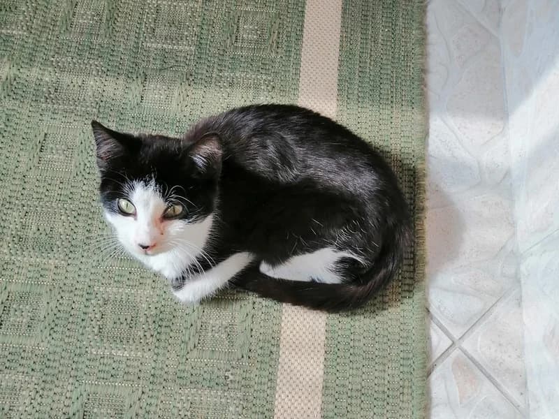 Orlina NESTALA – TRAŽI SE!, female mixed breed for adoption at Noina Arka