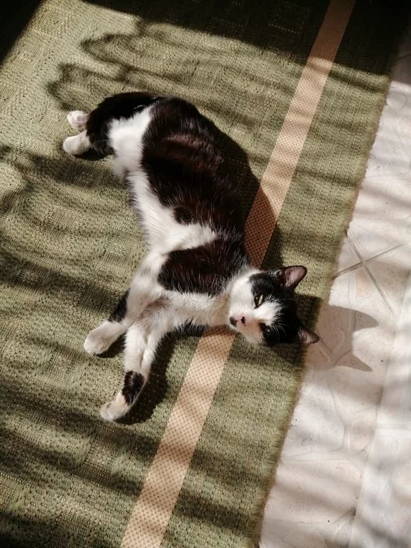 Orlina NESTALA – TRAŽI SE!, female mixed breed for adoption at Noina Arka — photo 2 of 5