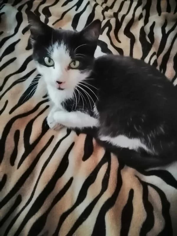 Orlina NESTALA – TRAŽI SE!, female mixed breed for adoption at Noina Arka — photo 3 of 5