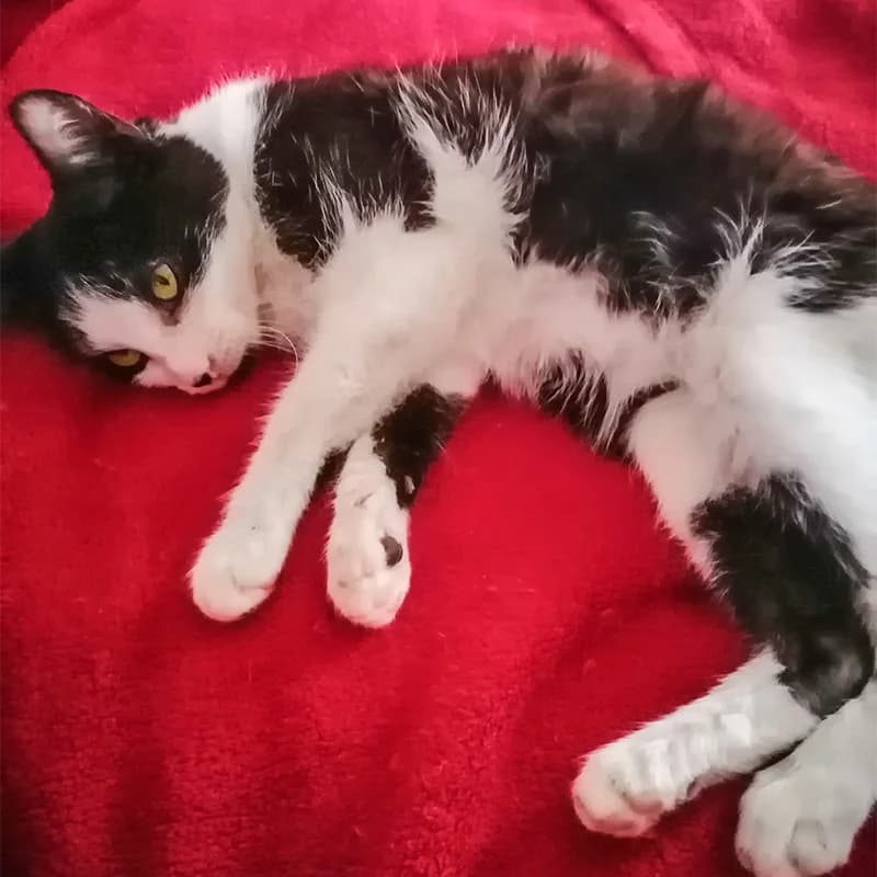 Orlina NESTALA – TRAŽI SE!, female mixed breed for adoption at Noina Arka — photo 4 of 5