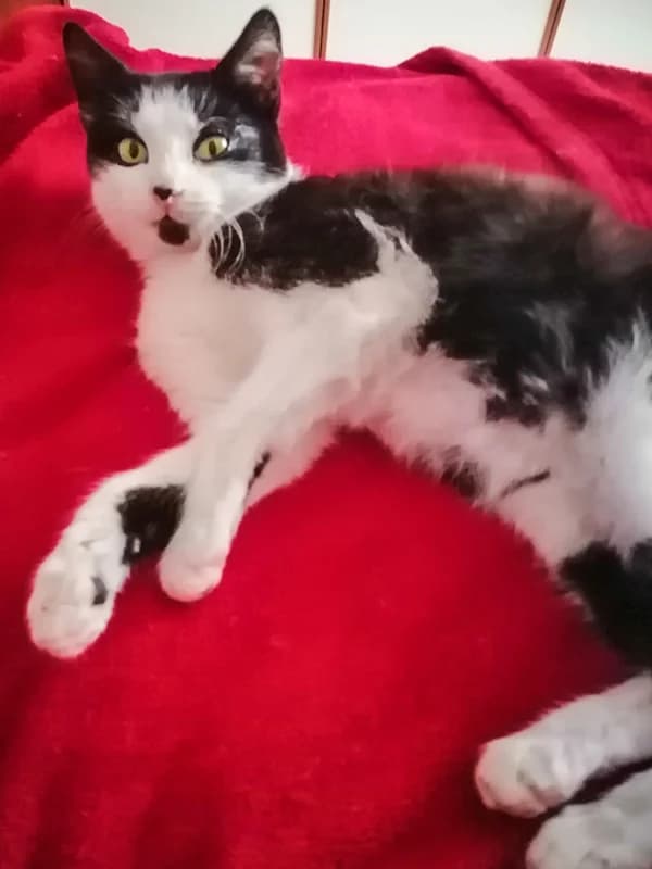 Orlina NESTALA – TRAŽI SE!, female mixed breed for adoption at Noina Arka — photo 5 of 5