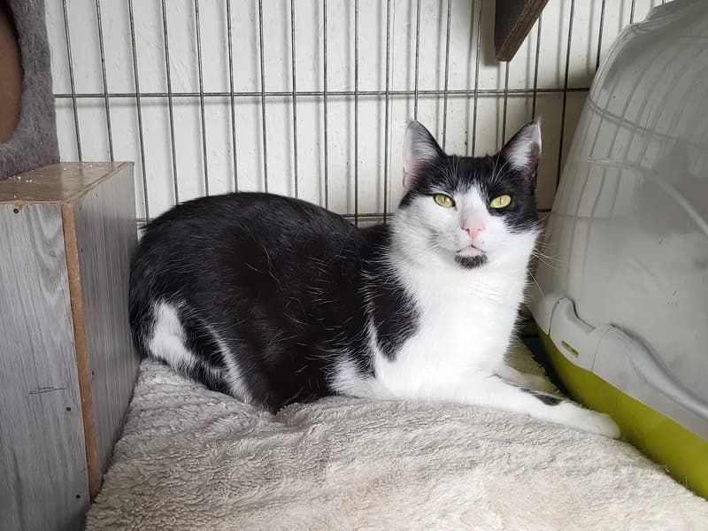 Ozzana, female mixed breed for adoption at Noina Arka