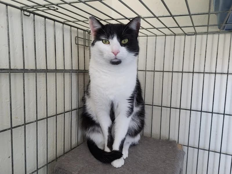 Ozzana, female mixed breed for adoption at Noina Arka — photo 2 of 3