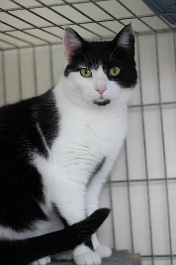 Ozzana, female mixed breed for adoption at Noina Arka — photo 3 of 3