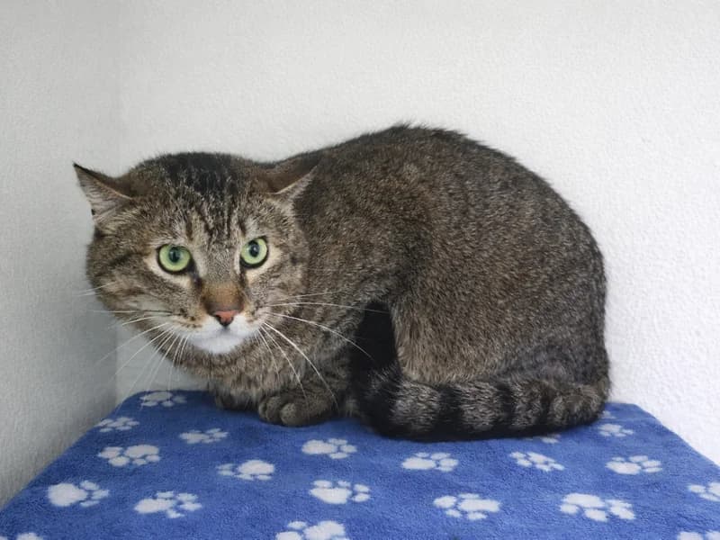 Ozziie, male mixed breed for adoption at Noina Arka