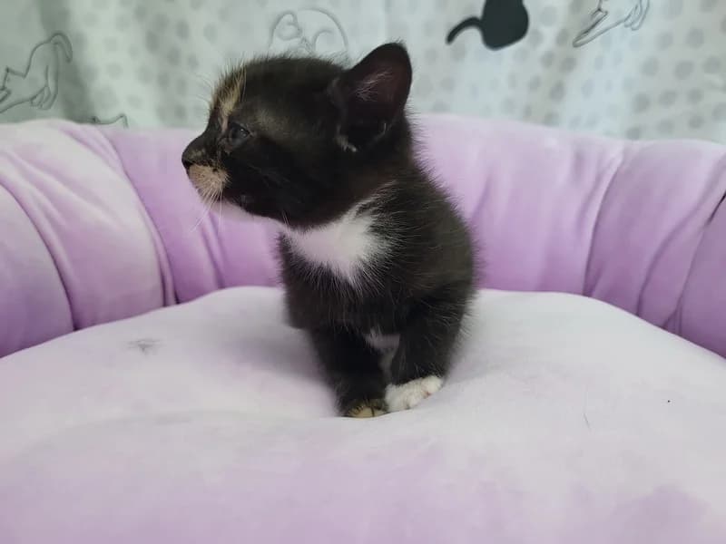 Pralina, female puppy mixed breed for adoption at Noina Arka