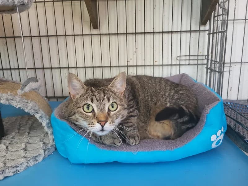 Pussycat, female mixed breed for adoption at Noina Arka