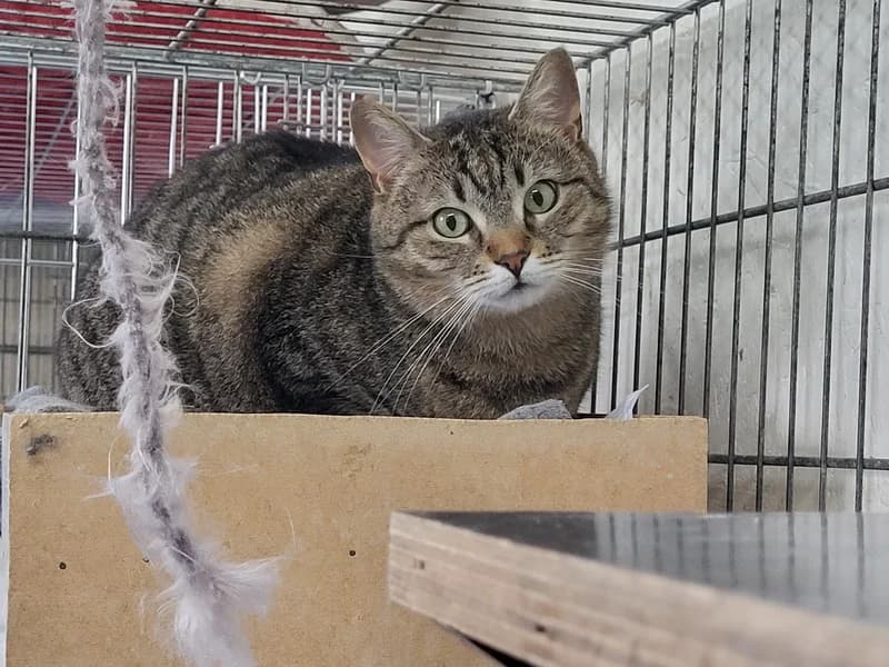 Pussycat, female mixed breed for adoption at Noina Arka — photo 2 of 2