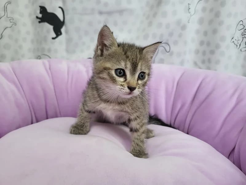 Romea, female puppy mixed breed for adoption at Noina Arka