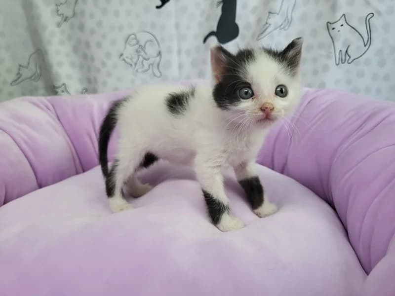 Roona, female puppy mixed breed for adoption at Noina Arka