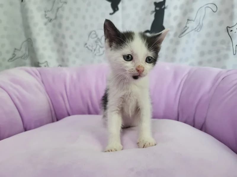 Roxanne, female puppy mixed breed for adoption at Noina Arka