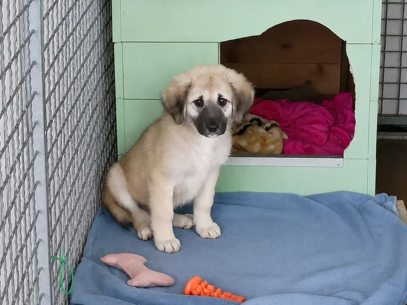 Roxy, female puppy mixed breed for adoption at Noina Arka