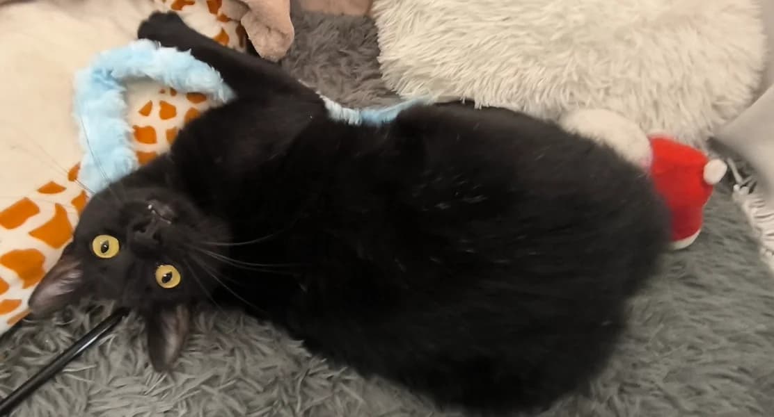 Šanssa, female mixed breed for adoption at Noina Arka