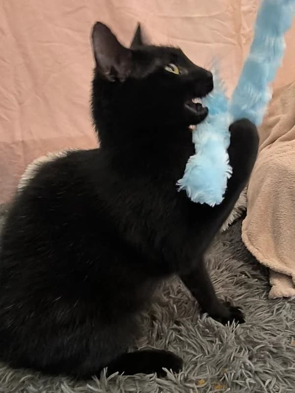 Šanssa, female mixed breed for adoption at Noina Arka — photo 2 of 3