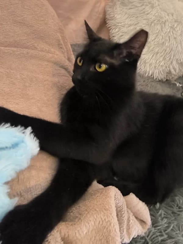 Šanssa, female mixed breed for adoption at Noina Arka — photo 3 of 3